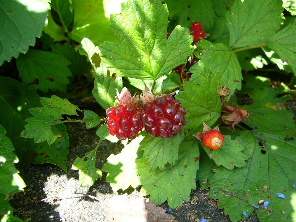 Gallery & Lodge Noichigo Хакуба Екстериор снимка